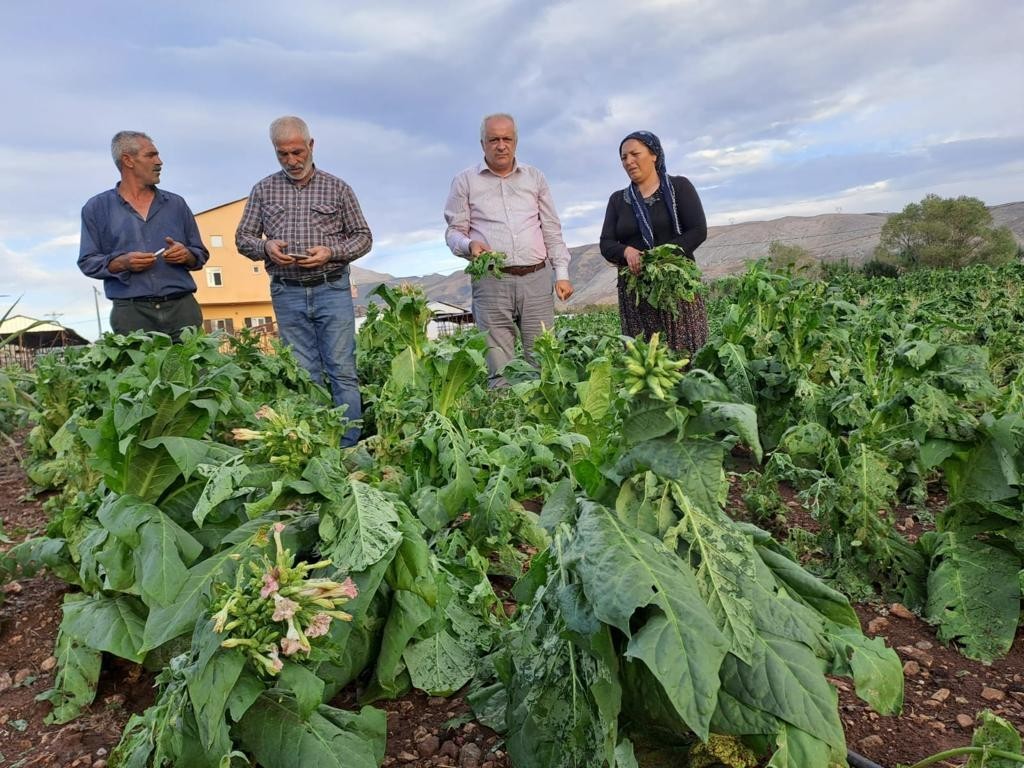 Malatya’da dolu yağışı tütünlere zarar verdi