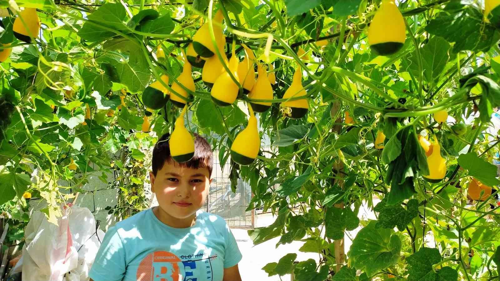 Minyatür süs kabakları ilgi odağı