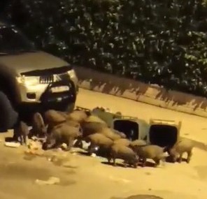 Aç kalan domuzlar kent merkezindeki çöpleri talan etti