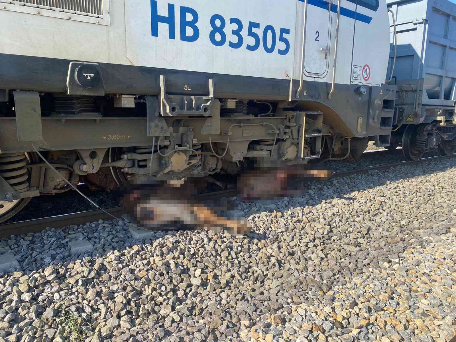 Yük treni büyükbaş hayvan sürüsüne çarptı