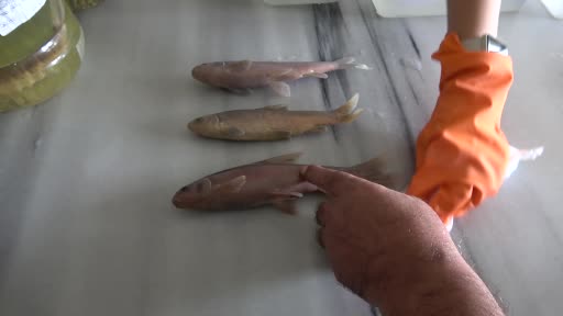 Rizeli akademisyenler dünya balık faunası için 5 yeni sazan cinsi keşfetti