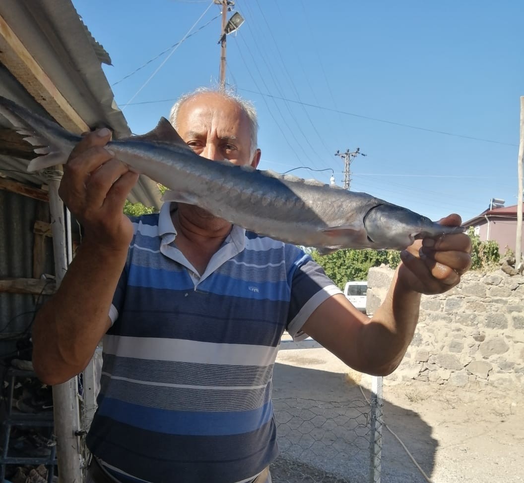 Havyarı 2 milyon liraya kadar çıkan balık, büyüklüğü ile şaşırttı