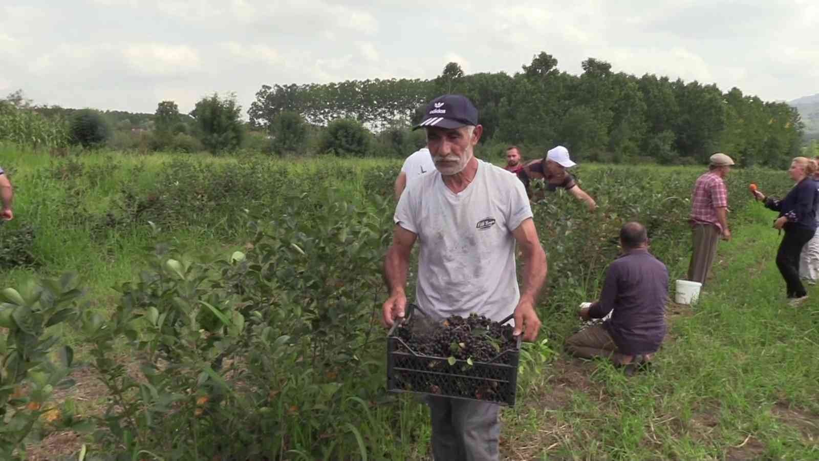 Samsun’da ‘aronia’ hasadı