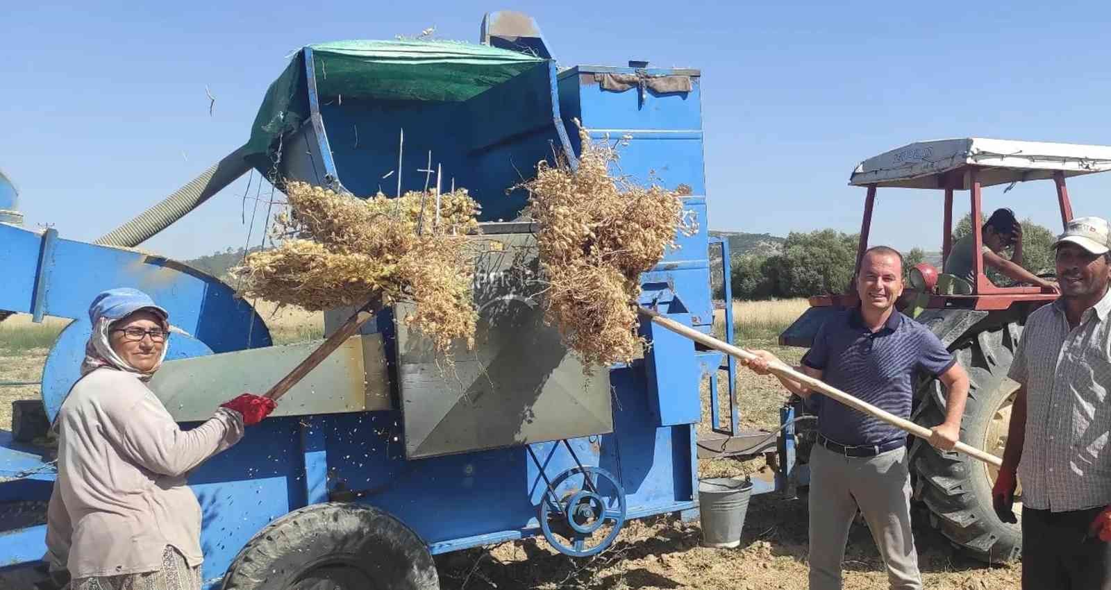 Mut’ta nohut hasadı başladı