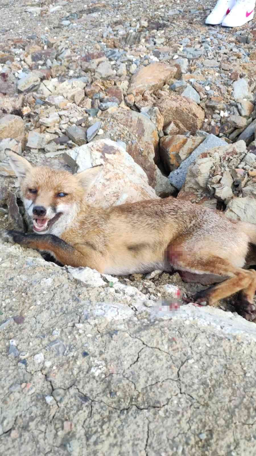 Silivri’de yaralı tilki yavrusu belediye ekiplerince kurtarıldı