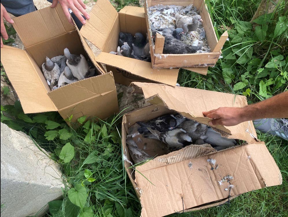 Yalova’da 50 bin lira değerindeki güvercinleri çalan hırsızlar yakalandı