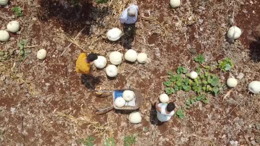 Avokado bahçesinde tonlarca kabak yetiştirdi