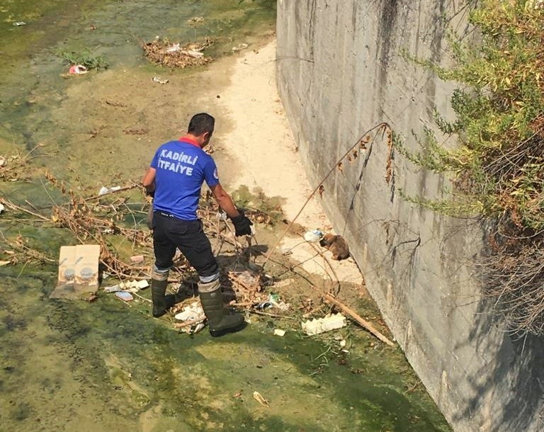 Derede mahsur kalan yavru köpeği itfaiye kurtardı