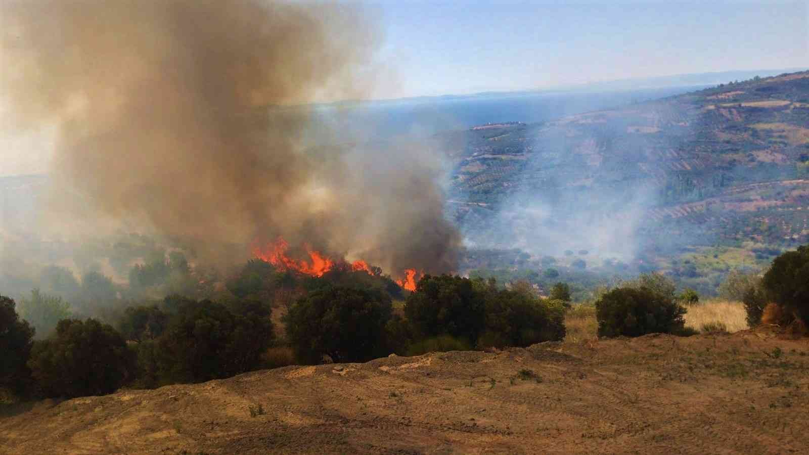 Tekirdağ’da zeytinlik alev alev yandı