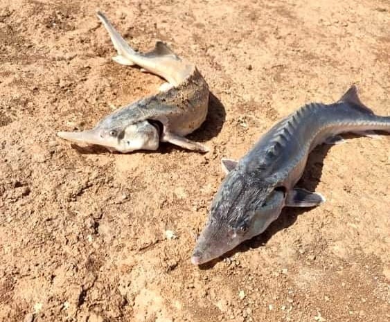 Oltaya takılan Sibirya Mersin Balığı büyüklüğü ile şaşırttı