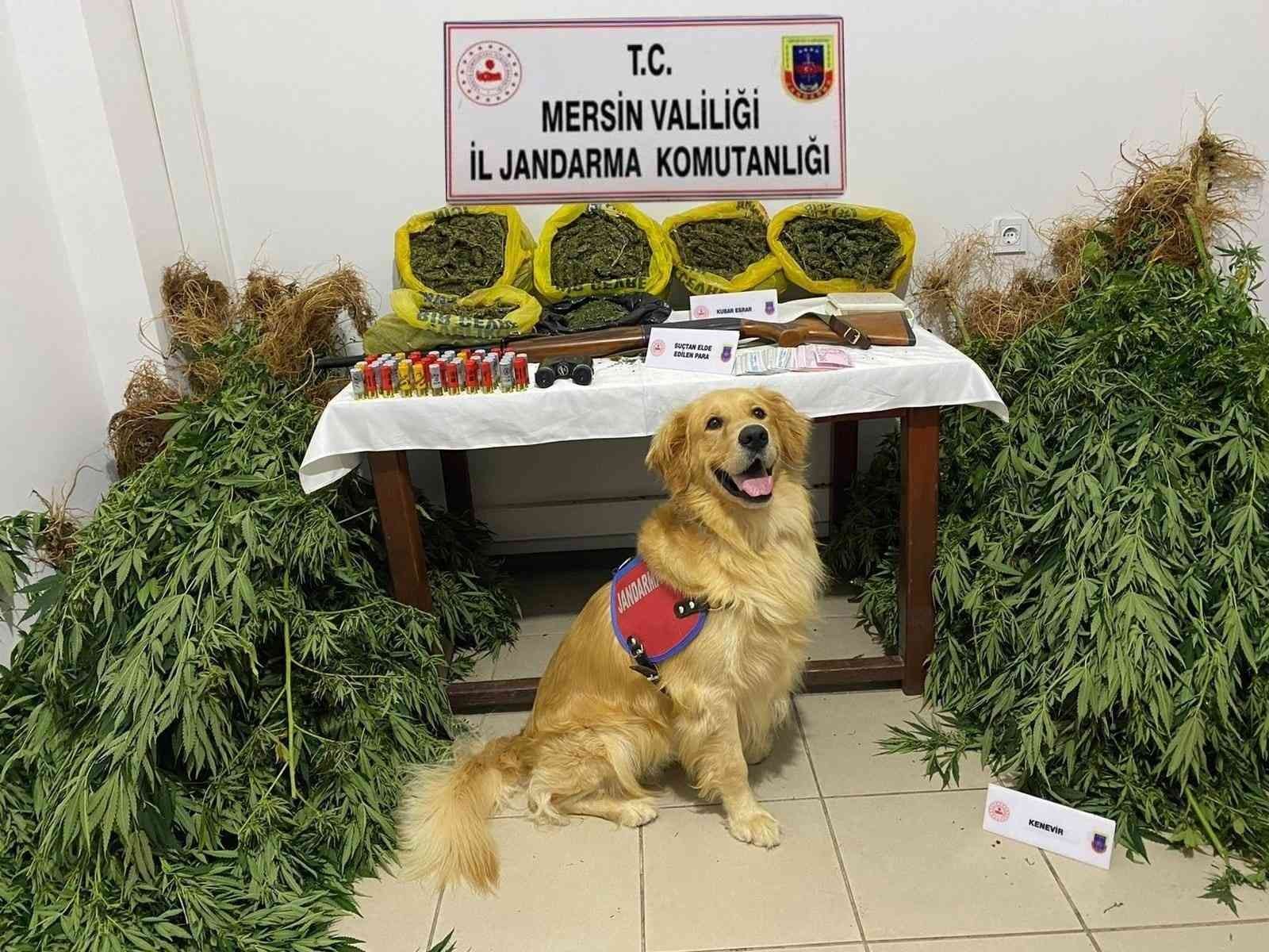 Mersin’de evlerinin bahçesinde uyuşturucu yetiştiren 2 şüpheli yakalandı