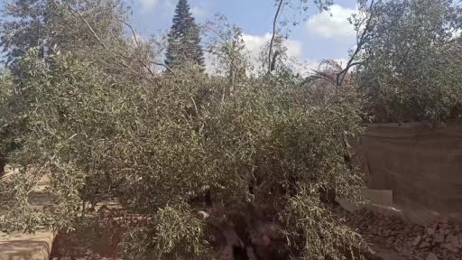 Filistinli çiftçi ağaç dikmek isterken arkeolojik keşif yaptı
