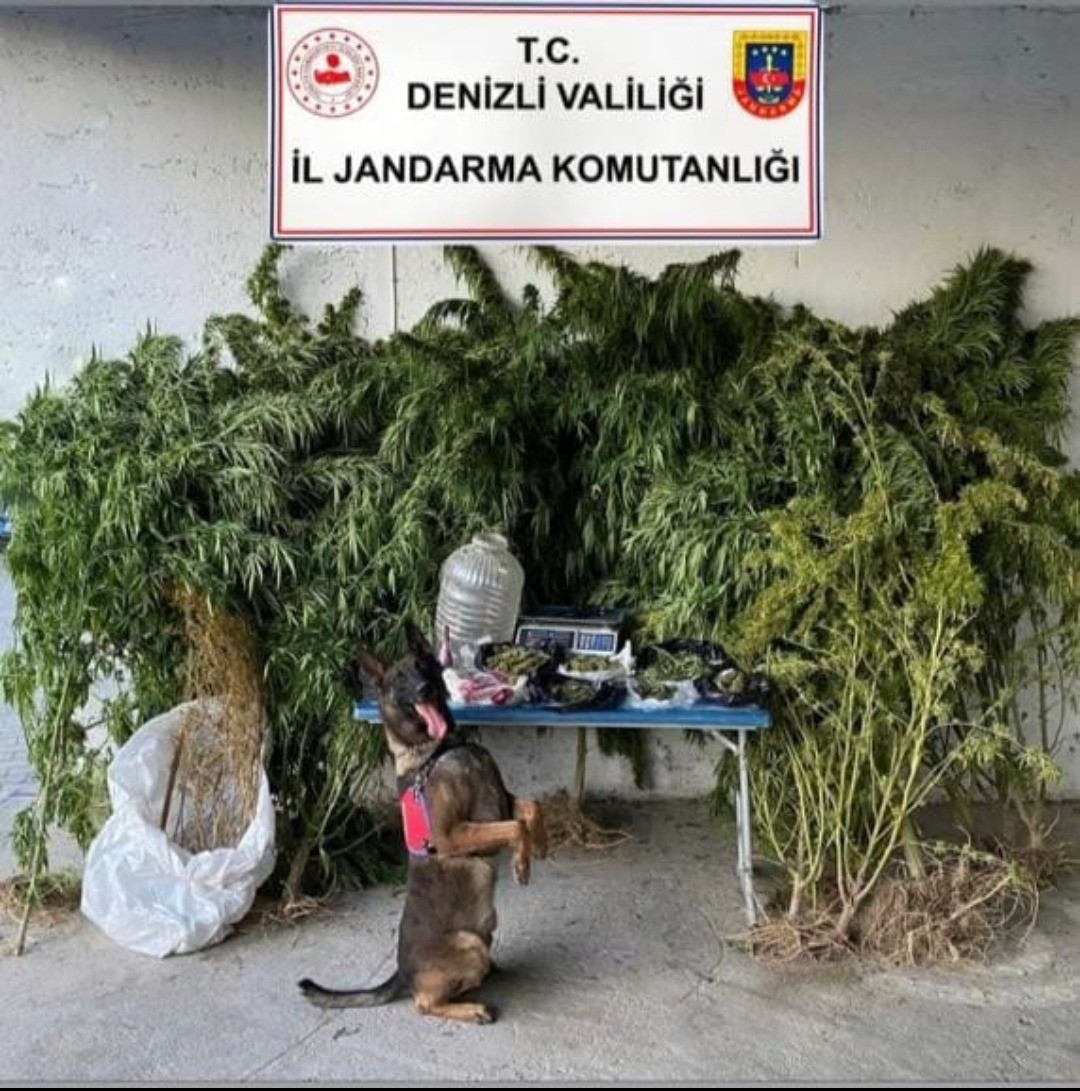 Jandarmanın operasyonunda 2,5 kilo esrar ele geçirildi