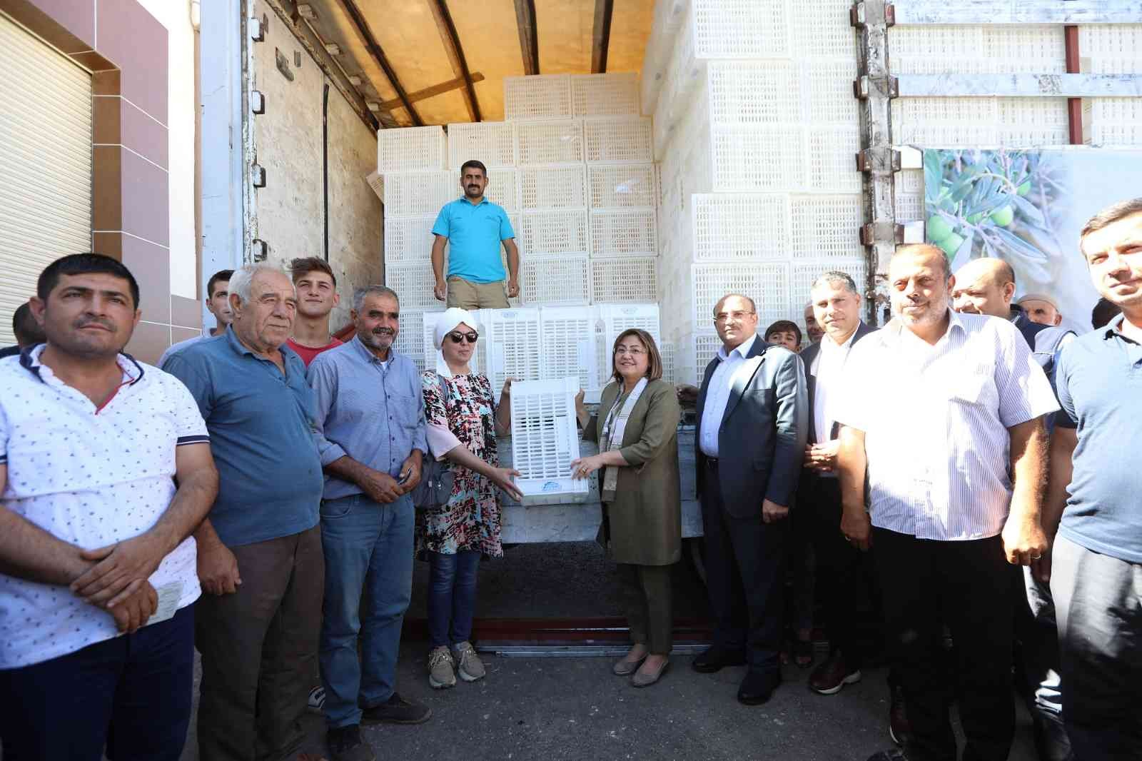 Gaziantep’te zeytin üreticilerine 40 bin hasat kasası dağıtılacak