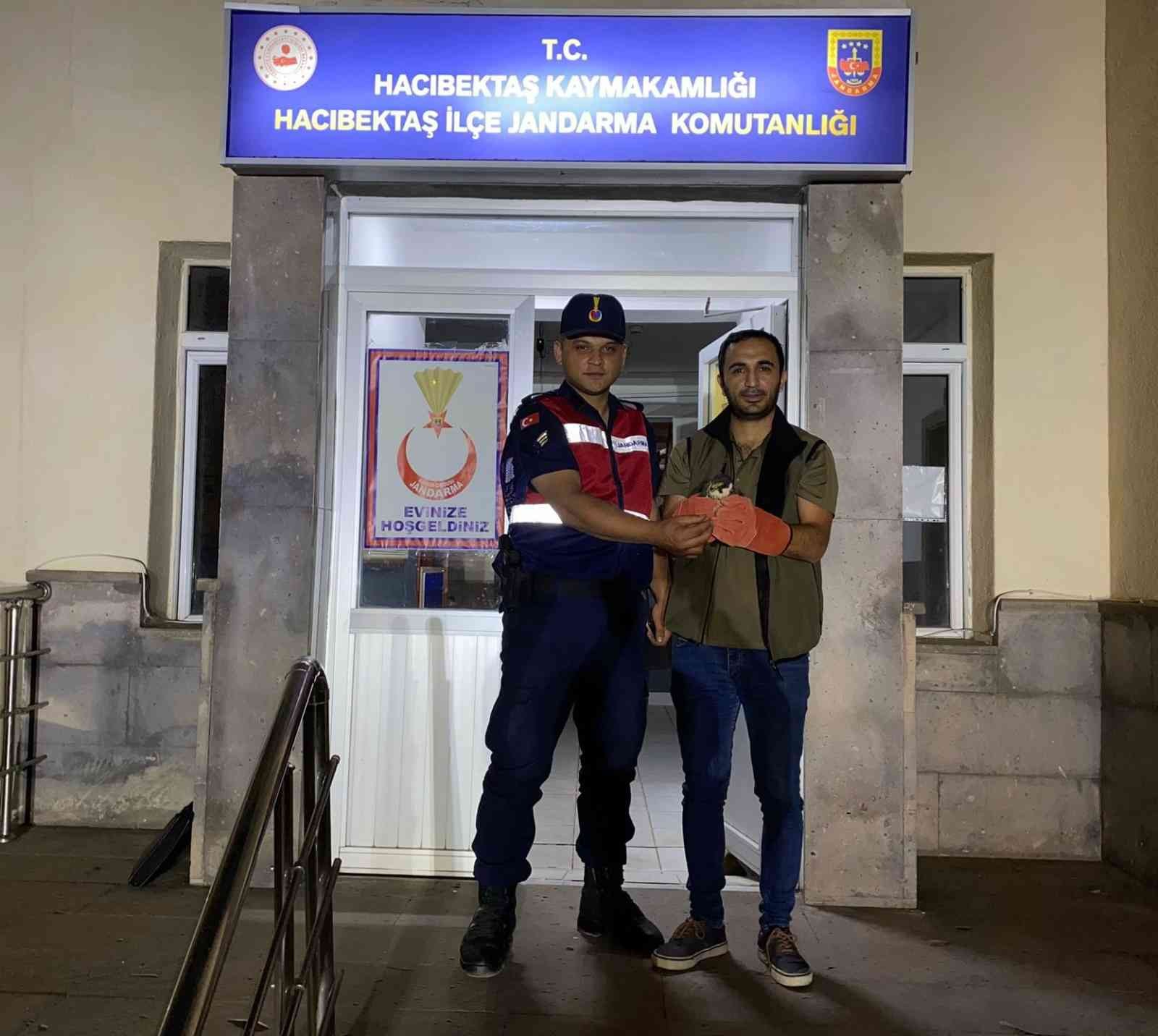 Yaralı atmacaya Jandarma sahip çıktı