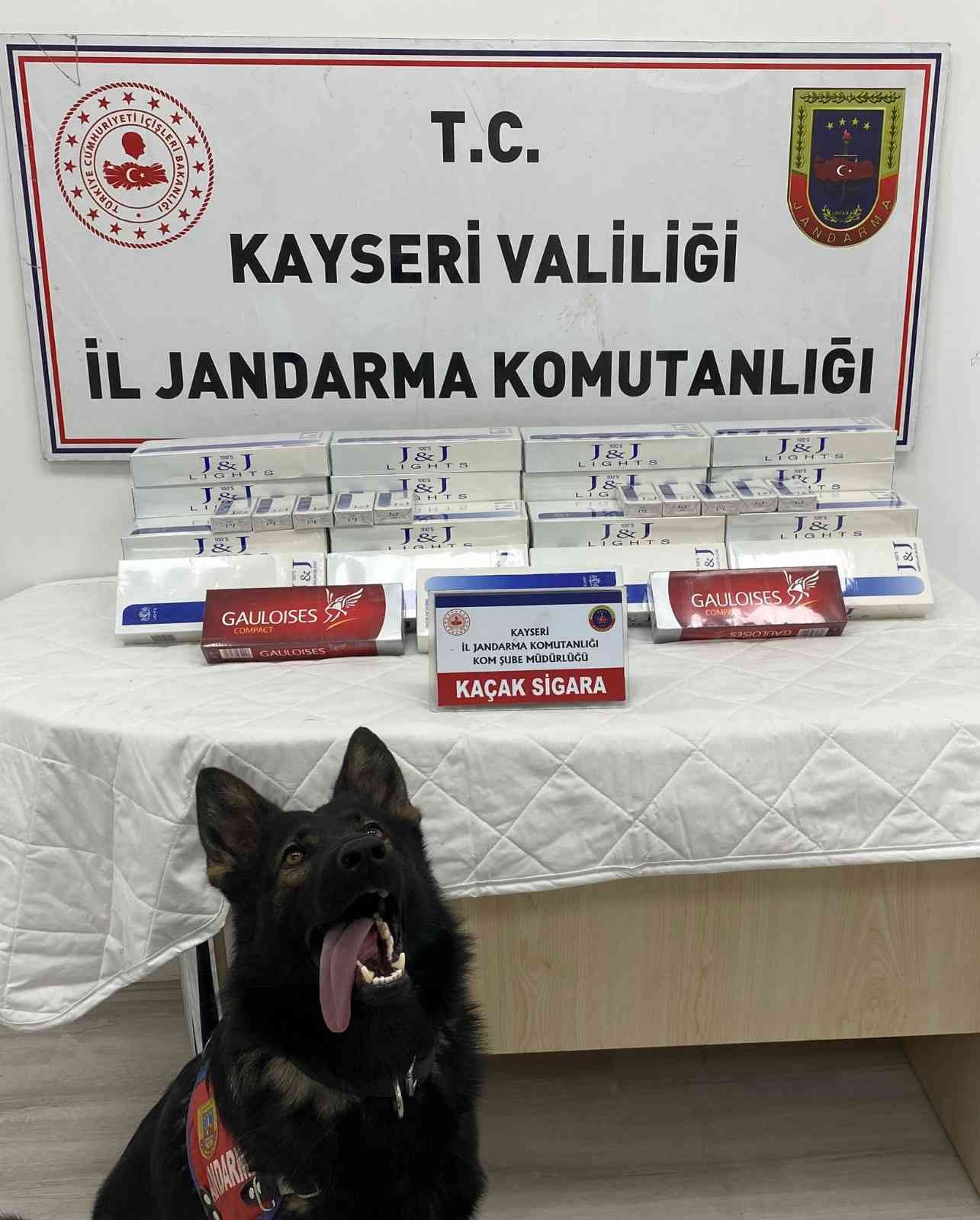 Tütün tespit köpeği ’Yolcu’, sigara kaçakçılarını engelledi