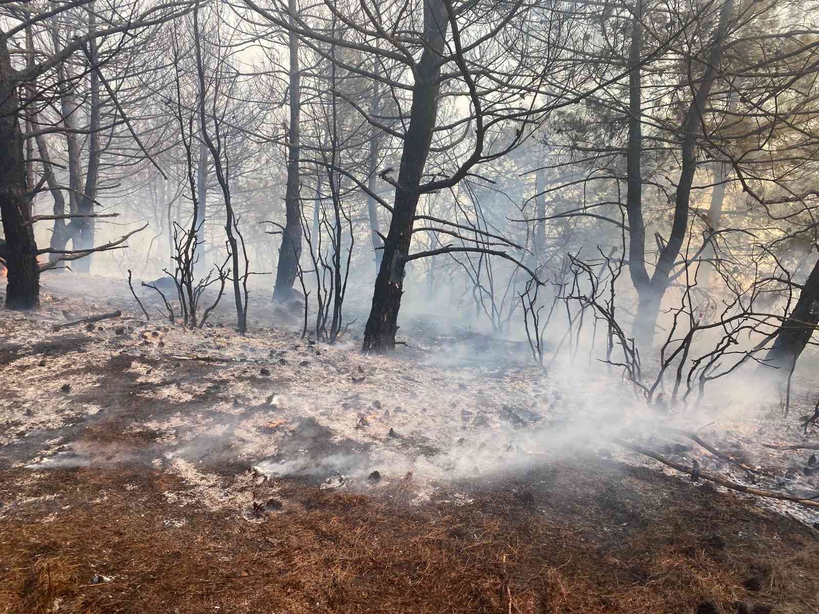 Tekirdağ’da orman yangını söndürüldü