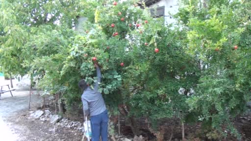 Antalyalı kadınların bin bir emekle üretilen nar ekşisi mesaisi başladı