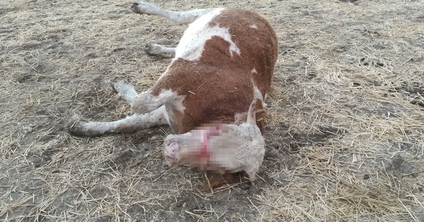 Tunceli’de üzerine yıldırım düşen inek telef oldu