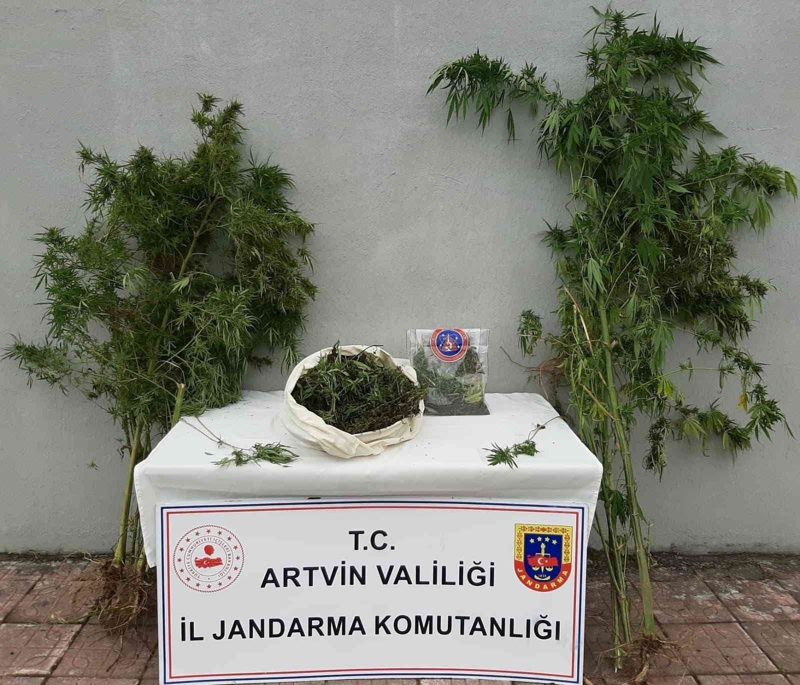 Artvin’de Jandarmadan uyuşturucu operasyonu