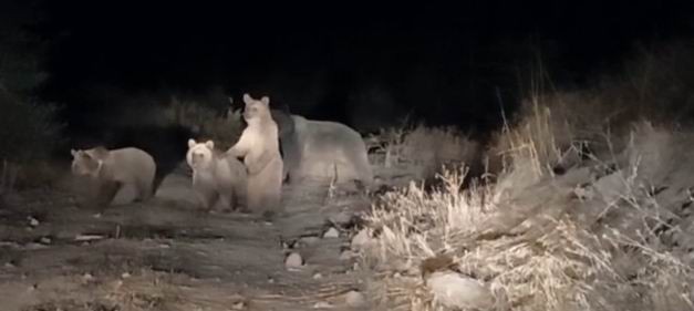 Tunceli’de ayılar şehre indi