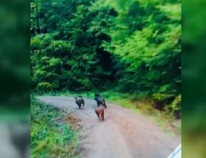 Domuzlar kameraya yakalandı