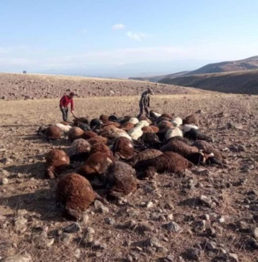 Iğdır’da yıldırım isabet eden 56 koyun telef oldu