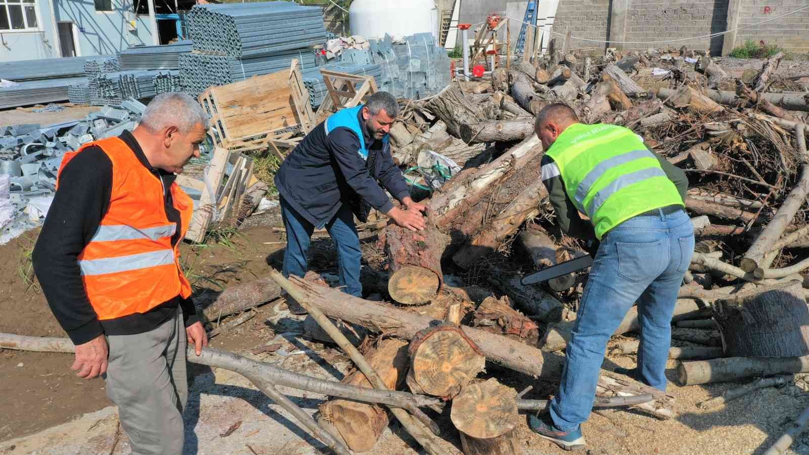 Budanan ağaçlar ihtiyaç sahiplerine yakacak odun oluyor