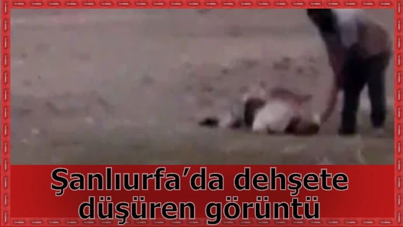 Şanlıurfa’da dehşete düşüren görüntü