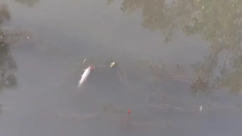 Su seviyesi düşen kanalda onlarca balık öldü