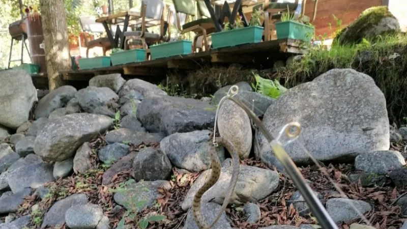 Fırtına Deresi’nde alabalık tutmak isted, oltasına yılan takıldı