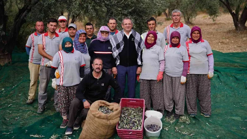 Ayvalık Belediyesi’ne ait zeytinliklerde ilk hasat Başkan Ergin’den