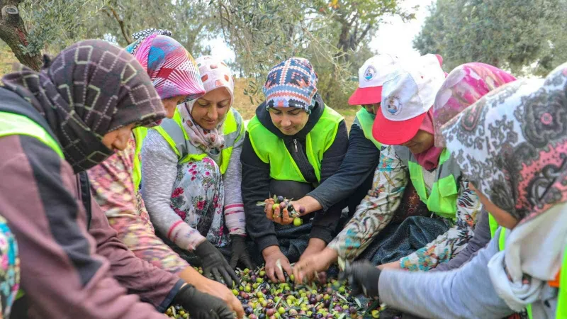 Burhaniye’de zeytinler yağa dönüşmeye başladı