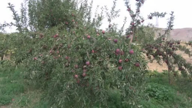 Yüksekova’da elma hasadı
