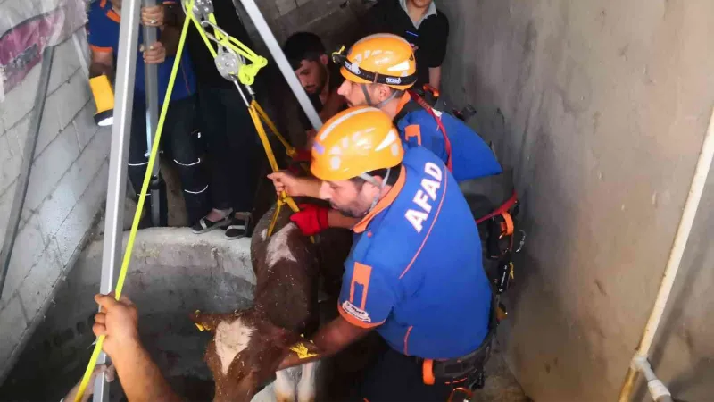 Su kuyusunda 2 gün mahsur kalan buzağıyı AFAD ekibi kurtardı