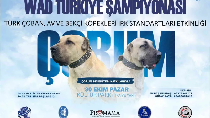 Türk çoban köpeği ırkları Çorum’da podyuma çıkacak