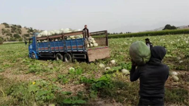 Damakları tatlandıran balkabağının tarladan sofraya yolculuğu başladı