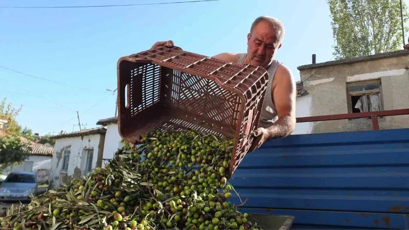 Balıkesir’de yeşil zeytin alımına başlandı