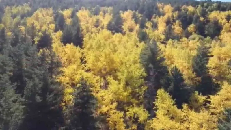 Sarıkamış ormanlarındaki renk cümbüşü havadan görüntülendi