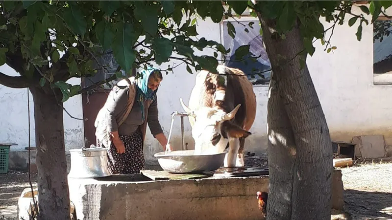 Tek geçim kaynaklarını yangında kaybetmişlerdi: O aileye kaymakamlık inek hediye etti