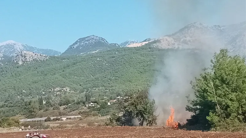 Antalya’da zeytinlikte yangın