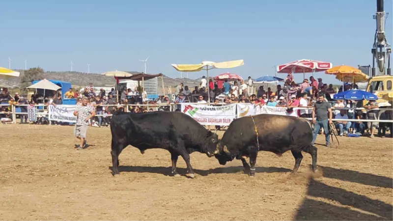 Datça’da boğa güreşleri nefes kesti