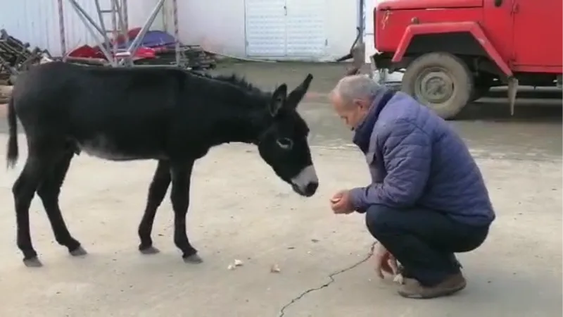 Rize’de başı boş sıpa yakıt istasyonuna sığındı