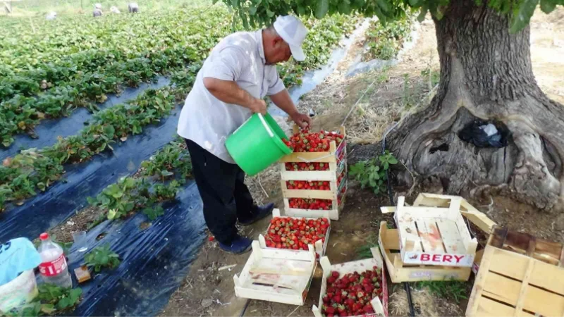 Batman’da çilekte yılın son hasadı