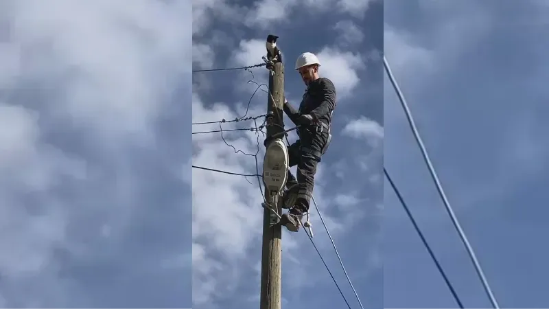 Elektrik direğinde mahsur kalan kedinin imdadına elektrik dağıtım şirketi görevlileri yetişti