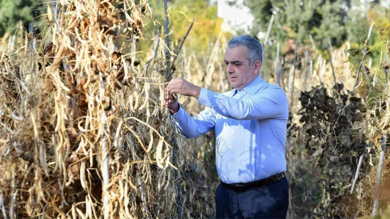 Konyaaltı örnek oldu, fasulyede üretim arttı