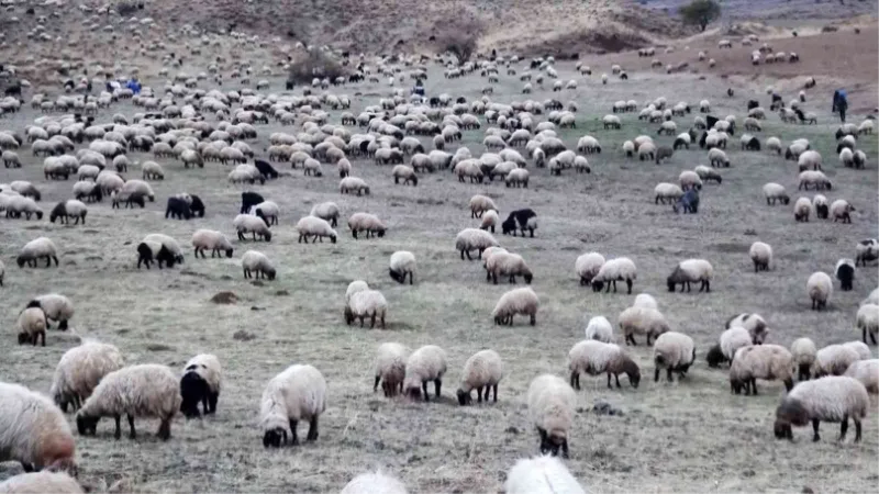 Sürülerin kışlaklara zorlu yolculuğu