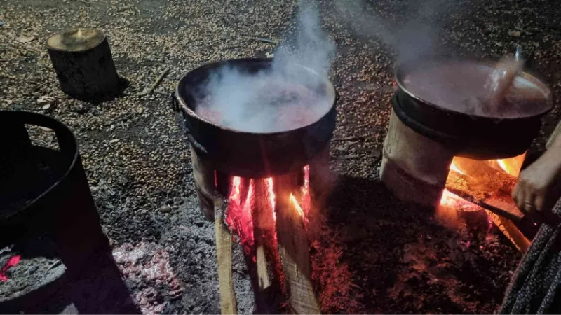 Sinop’ta doğal armut pekmezinin yapımı başlandı