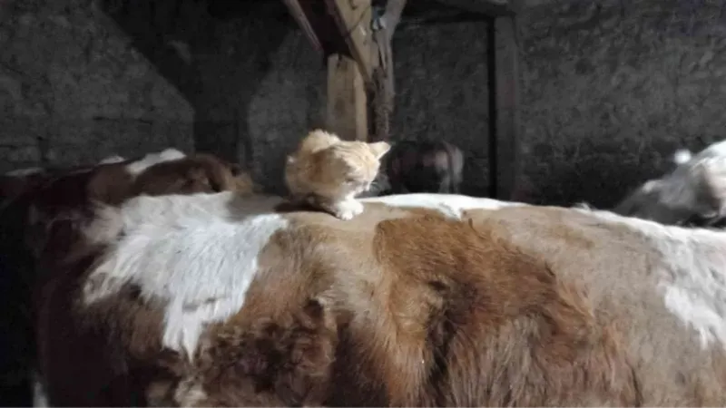 Yavru kedi uyumak için ineklerin sırtını tercih ediyor