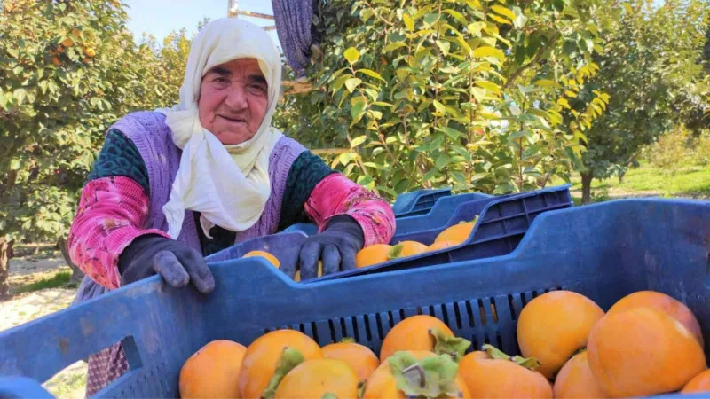 Torunun torunuyla akşama kadar tarlada hasat yapıyor